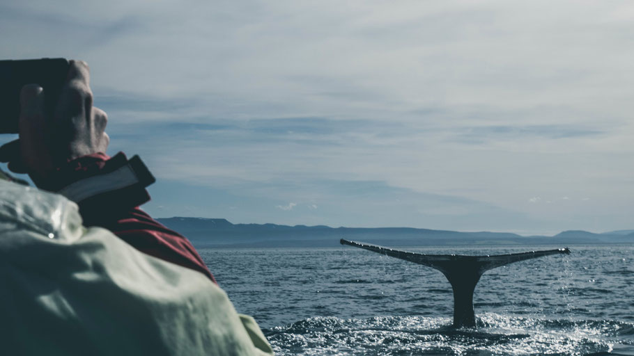 Mann fotografiert Wal im Wasser. Bild von Davide Cantelli auf Unsplash. 