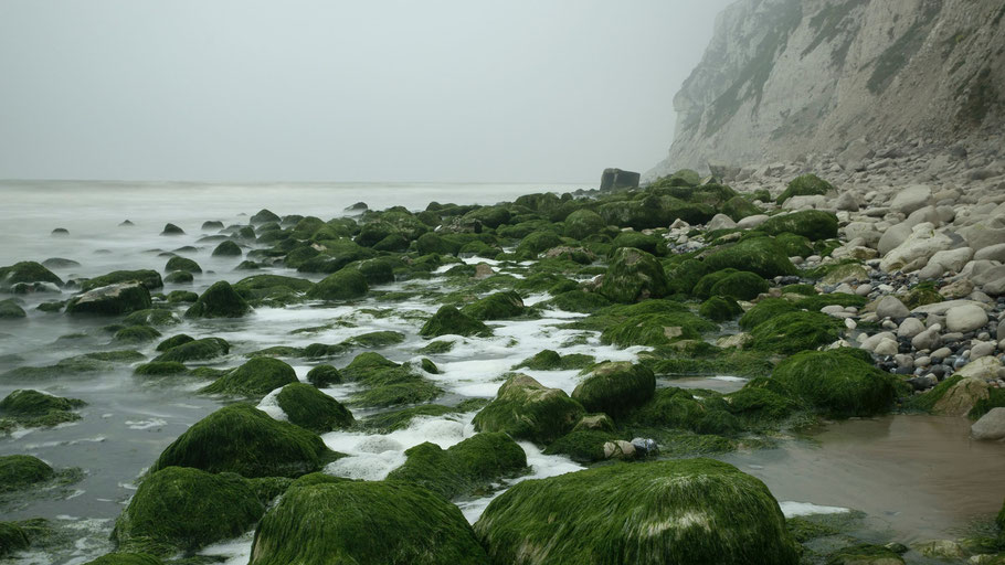 Mit Algen bedeckte Steine an einem Küstenabschnitt. Bild von Geoffroy Hauwen auf Unsplash. 