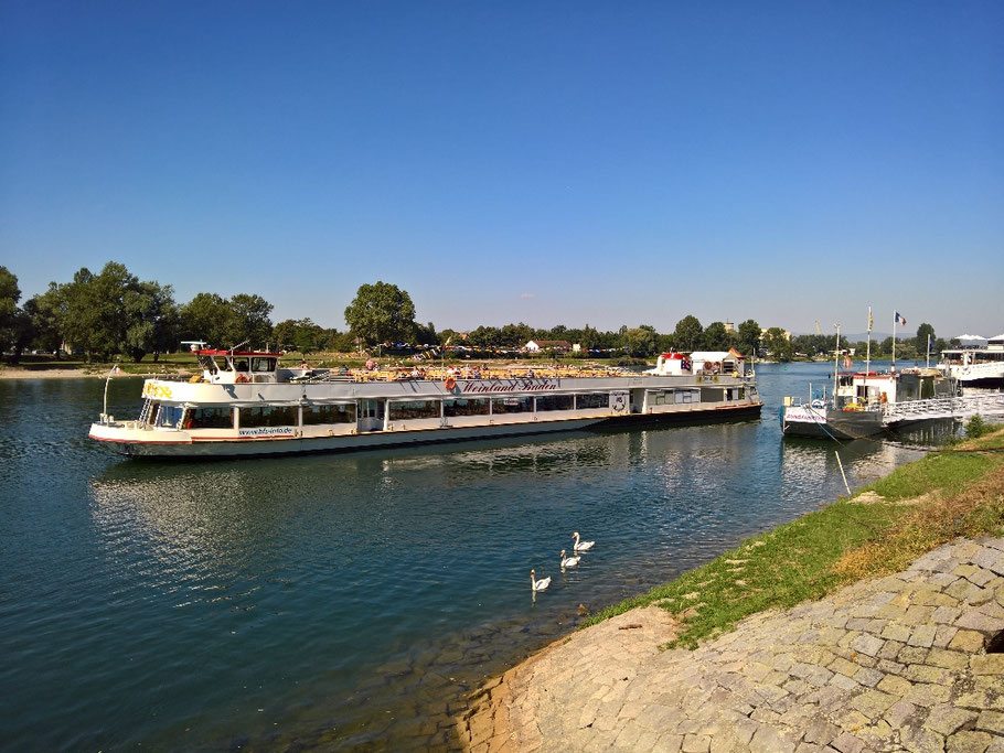 Die Breisacher Rheinpromenade lädt zu allen Jahreszeiten zu Spaziergängen oder zu einem Sonnenbad ein!