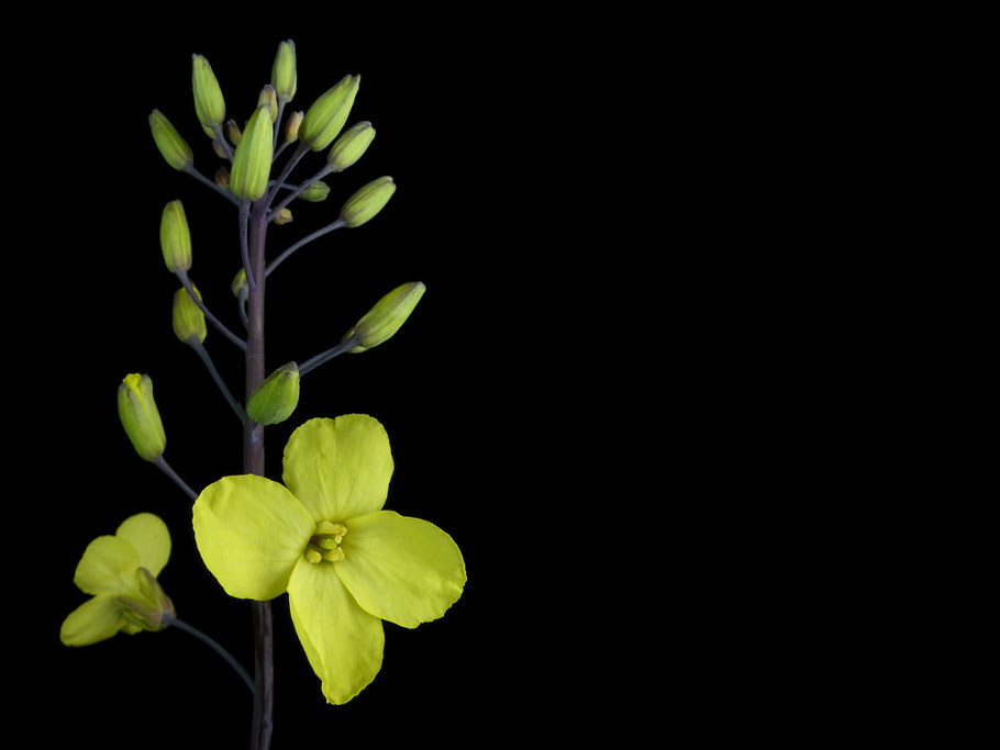 Brassica sp. - Unbekannte Kohlart