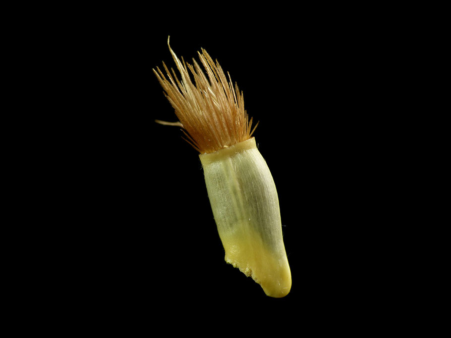 Centaurea cyanus - Kornblume