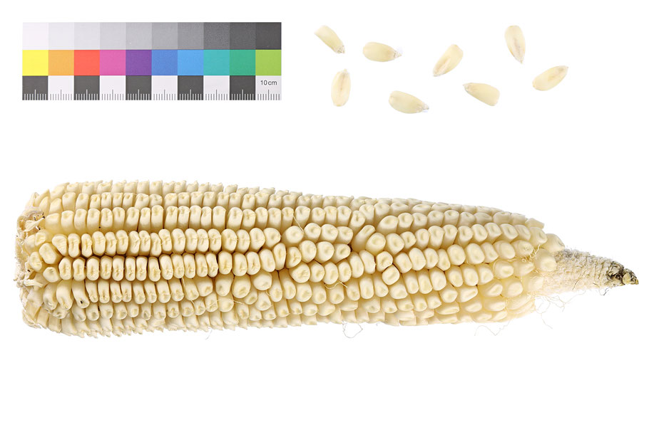 Bijeli Kukuruz Zahnmais dent corn indentata zea mays alte landsorte historische Sorte Saatgut Samen IPK Gatersleben Benjamin Simon Mais