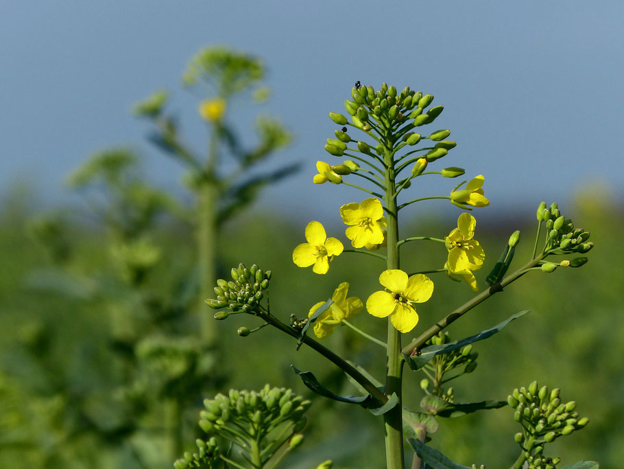 Brassica napus - Winterraps