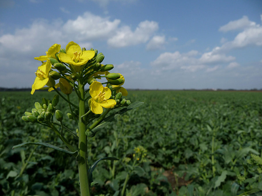 Brassica napus - Winterkörnerraps - Beginn der Blütezeit