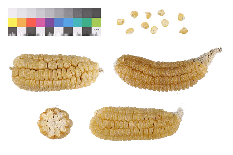 Zuckermais Zea mays saccharata sweetcorn maize Zuckerfee alte Sorte Sorten historische Sorten Landsorten Population Benjamin Simon IPK Gatersleben Genbank Saatgut Samen