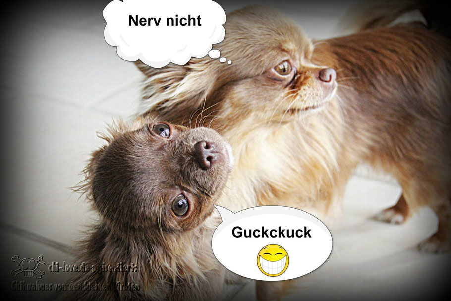 Piraten-Cartoon auf Chi-Love.de präsentiert: Chihuahuas von den kleinen Piraten "Nerv nicht!"
