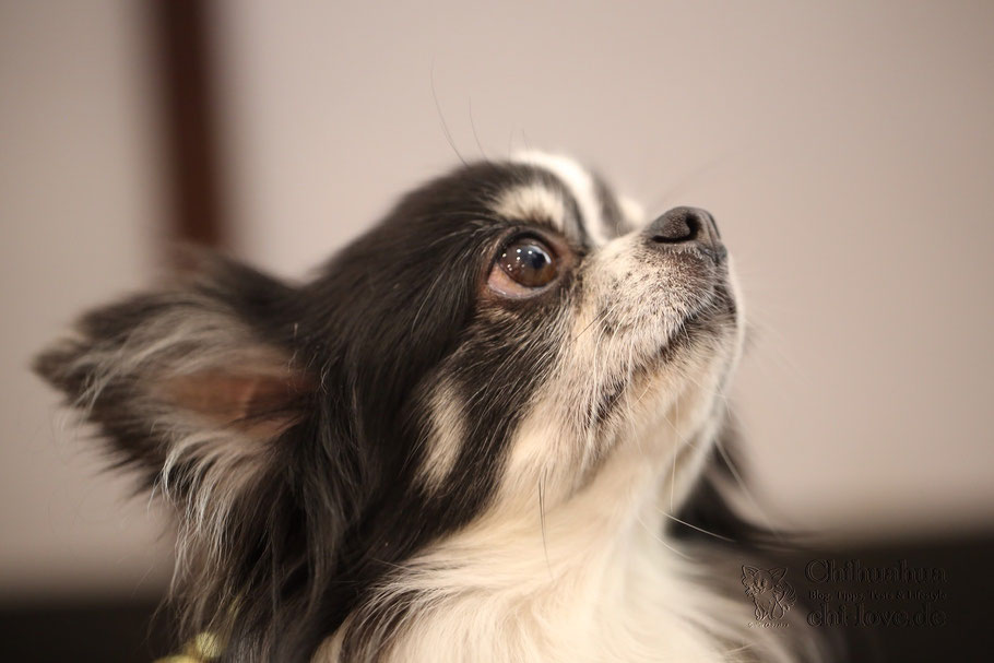 Chi-Love.de | Chihuahua - Allein zu Haus! | Wie trainiere ich das Alleinbleiben? 