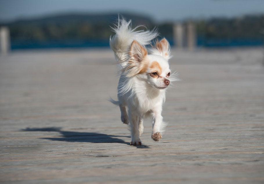 Kynologische Fachbegriffe |Chi-Love.de| Swiffer Chihuahua