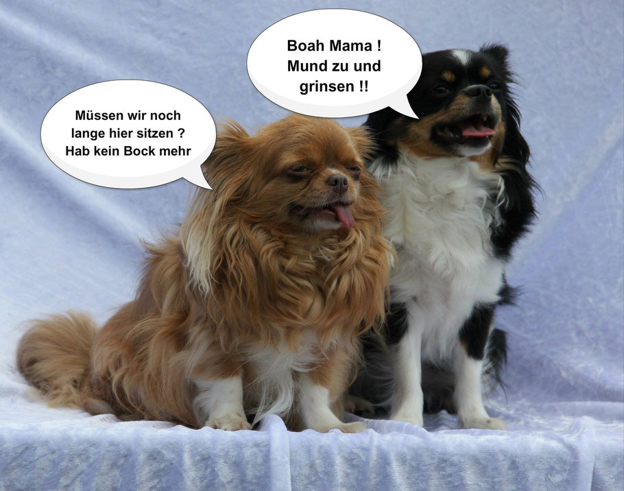 Piraten-Cartoon auf Chi-Love.de präsentiert: Chihuahuas von den kleinen Piraten  "Müssen wir hier noch lange sitzen?"