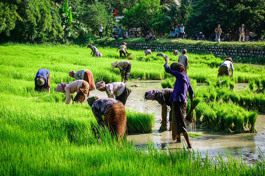 Reisbauern im Mekong Delta (Quelle: https://faszination-suedostasien.de/mekongdelta-tipps/)