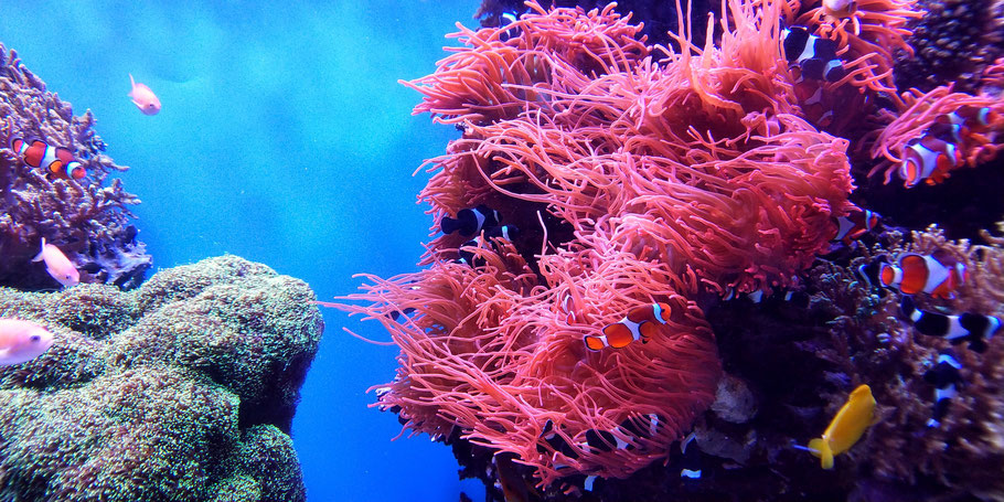 Einblick in die Unterwasserwelt der Korallenriffe (Quelle: Li Fei unter unsplash.com als @marc0521)