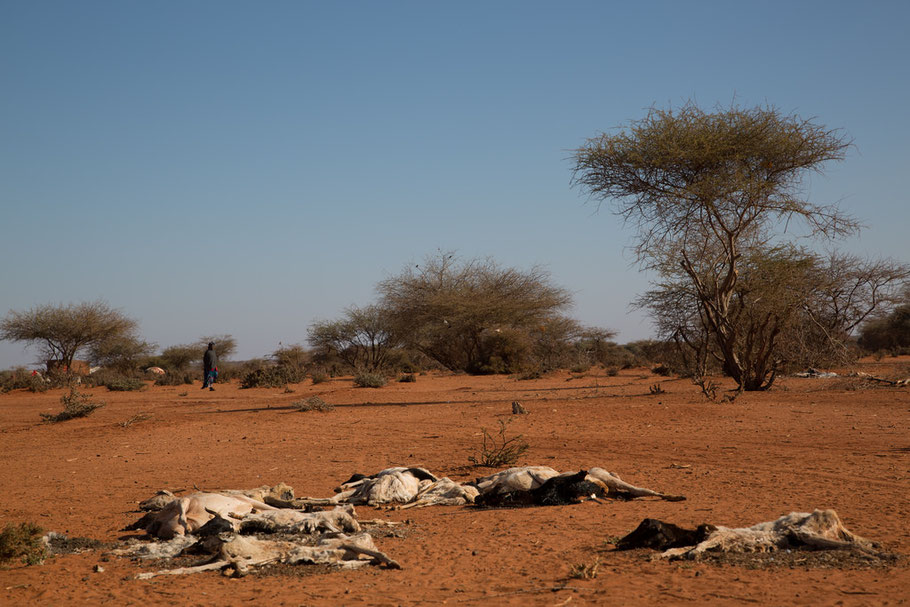 With water resources depleted, Ethiopia faced a severe drought in 2017 (image source: ezega.com)