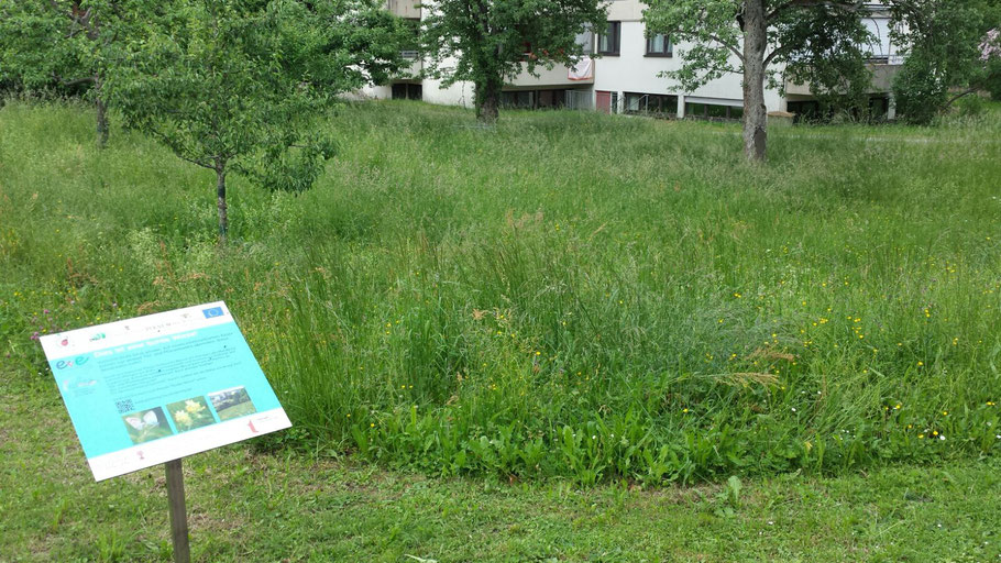 Modellwiese an der Albert-Schweitzer-Gemeinde Tübingen (G. Warth)