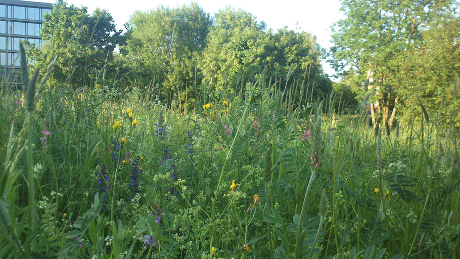 Unsere Wiese am Landratsamt (S. Edenhart)