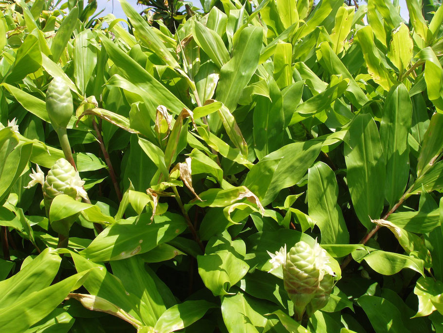 The Featured Plant Awapuhi Ah Vah Poo Hee Shampoo Ginger Zingiber Zerumbet Zingiberaceae Ginger Family Polynesian Introduced Friends Of Amy B H Greenwell E Garden