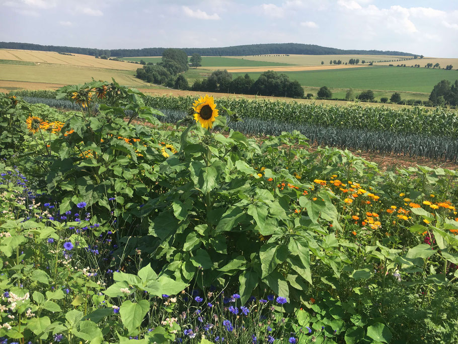 Blüstreifen mit Panoramablick über die Gemeinde Gleichen. Mittig im Bild eine nach links ausgerichtete Sonnenblume.