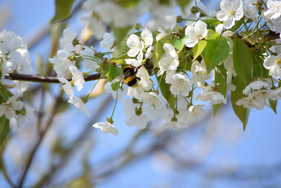 Apfelblüte im April in der Gärtnerei "Rote Rübe - Schwarzer Rettich"