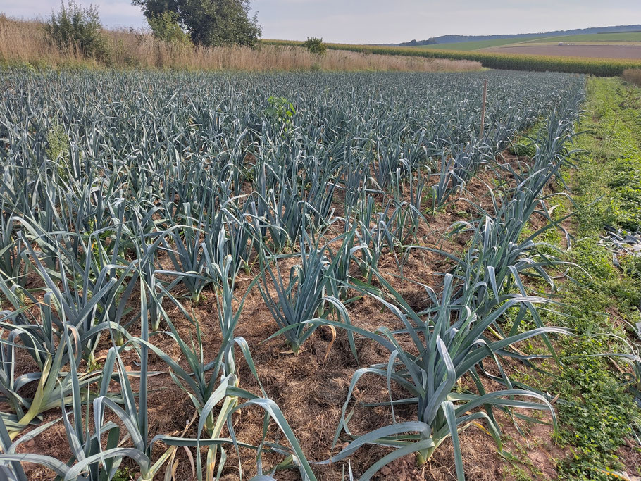 Porree-Versuch mit den Varianten blank, Untersaat und Mulch
