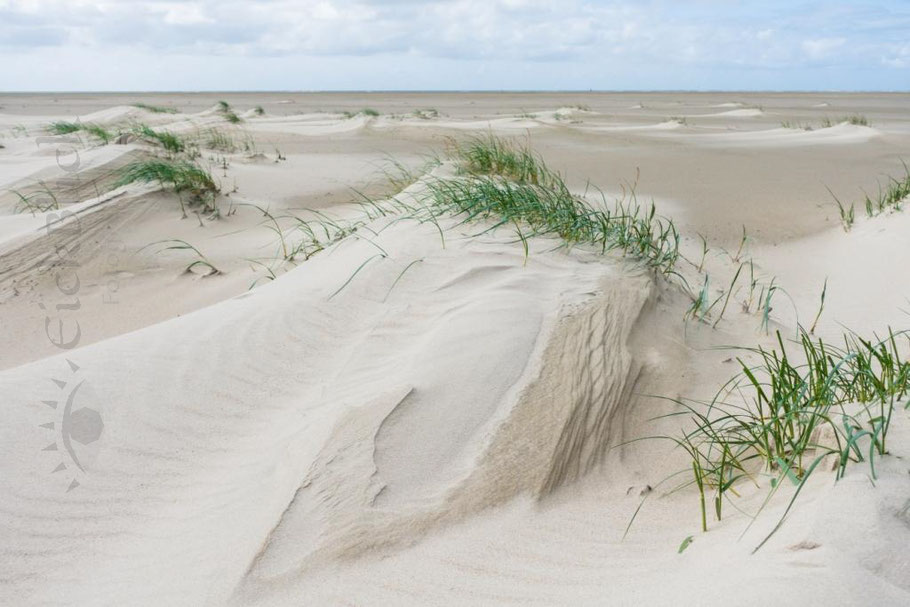 windgeformte Dünen mit Dünengras und Strandhafer vor endlosem Strand, Weite 