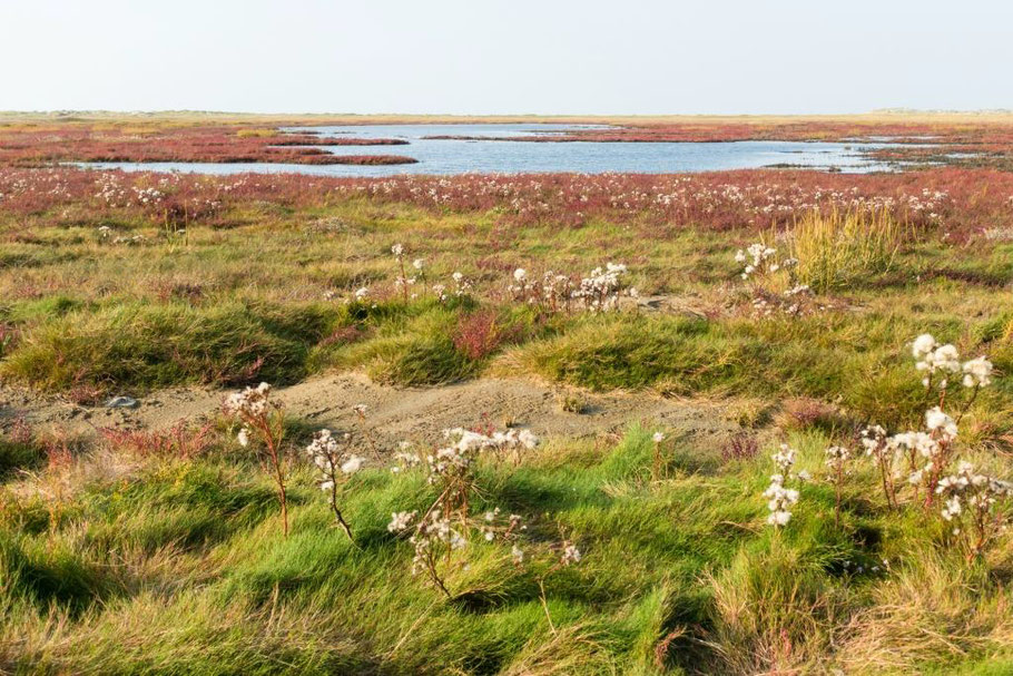 weitläufige Salzwiesen mit herbstlich gefärbtem Queller und Disteln am Binnensee der Nordsee