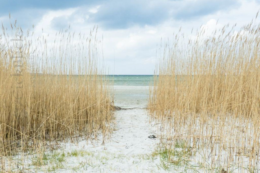 Dünen mit Reet und Schilf am Strand der Kieler Förde