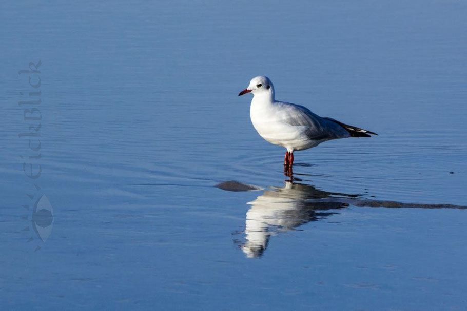 junge Lachmöwe mit weißem Kopf steht im flachen Wasser und spiegelt sich