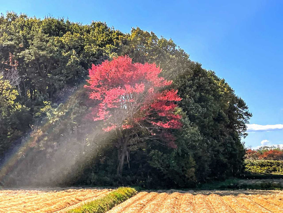 ゆりやんレトリィバァさんの性格・運気・運勢とは?