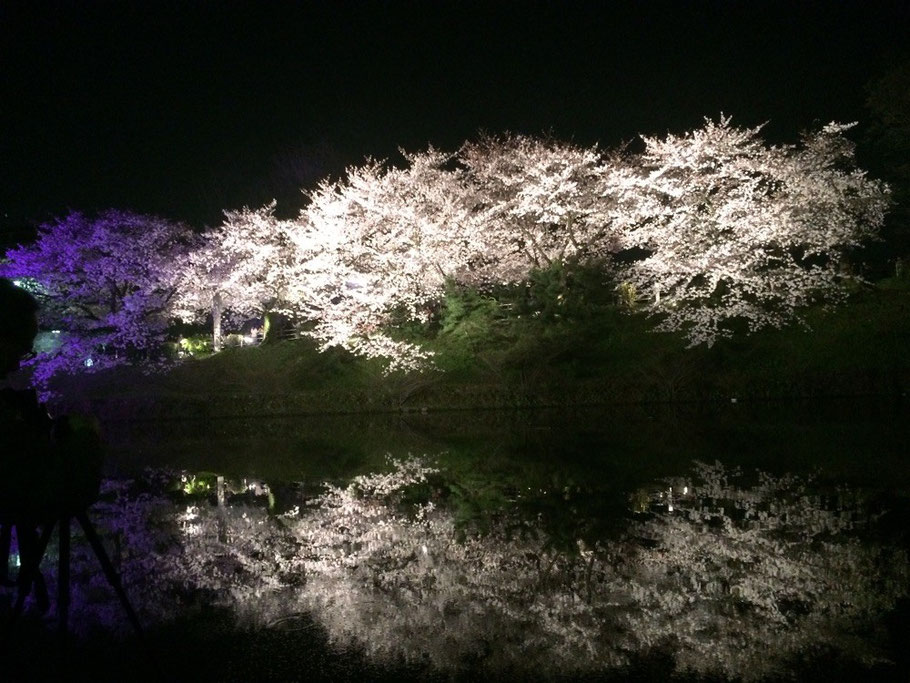 福岡の夜桜。綺麗ですね。