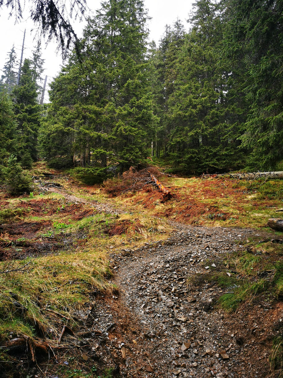 Erneut geht es in den Wald...