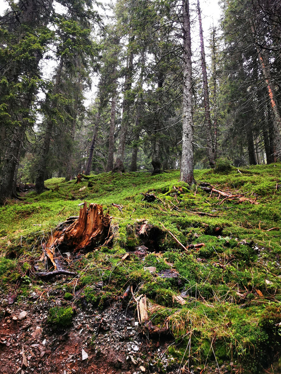 ... über gemütliche Waldwege...