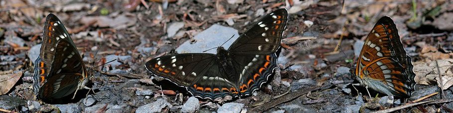 Grosser Eisvogel (Limenitis populi) - Die Falter erreichen eine Flügelspannweite von 70 bis 75 Millimetern!