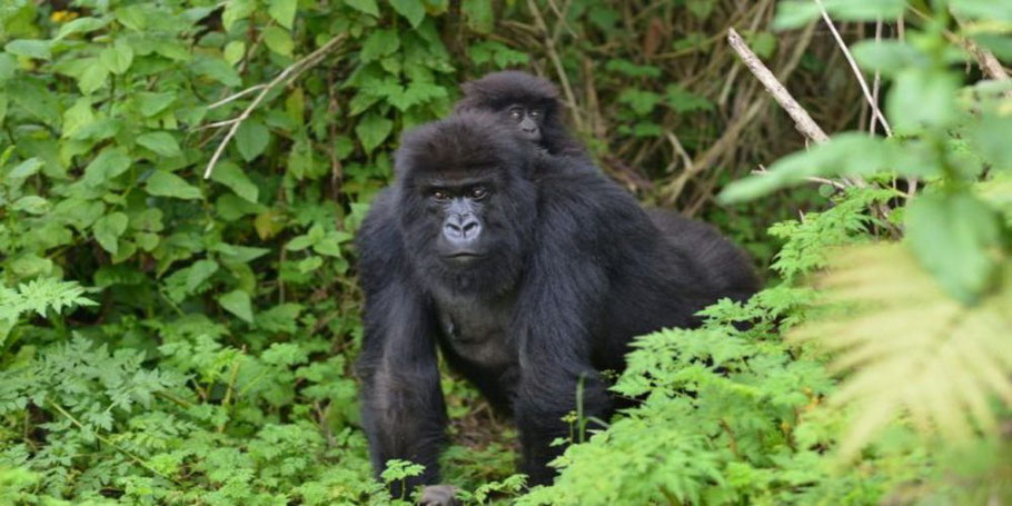 Bwindi -Forest -Impenetrable-National-Park-Gorilla.jpg