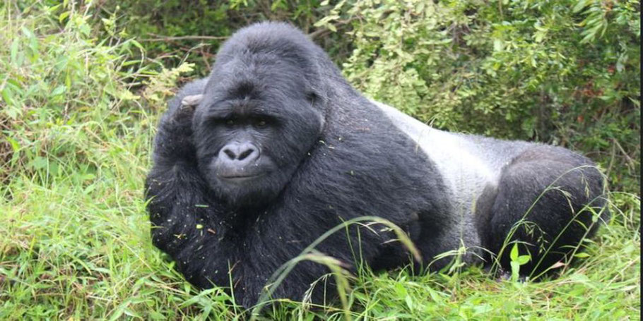Bwindi-impenetrable-Forest-National-Park-Gorilla.jpg