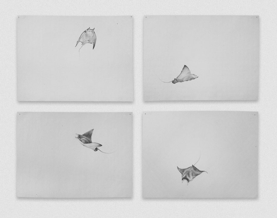 [ Vuelo de una mantarraya ] políptico compuesto por cuatro dibujos de una mantarraya formando el bucle de un salto. Grafito sobre papel. (21 x 29 cm. 2018)