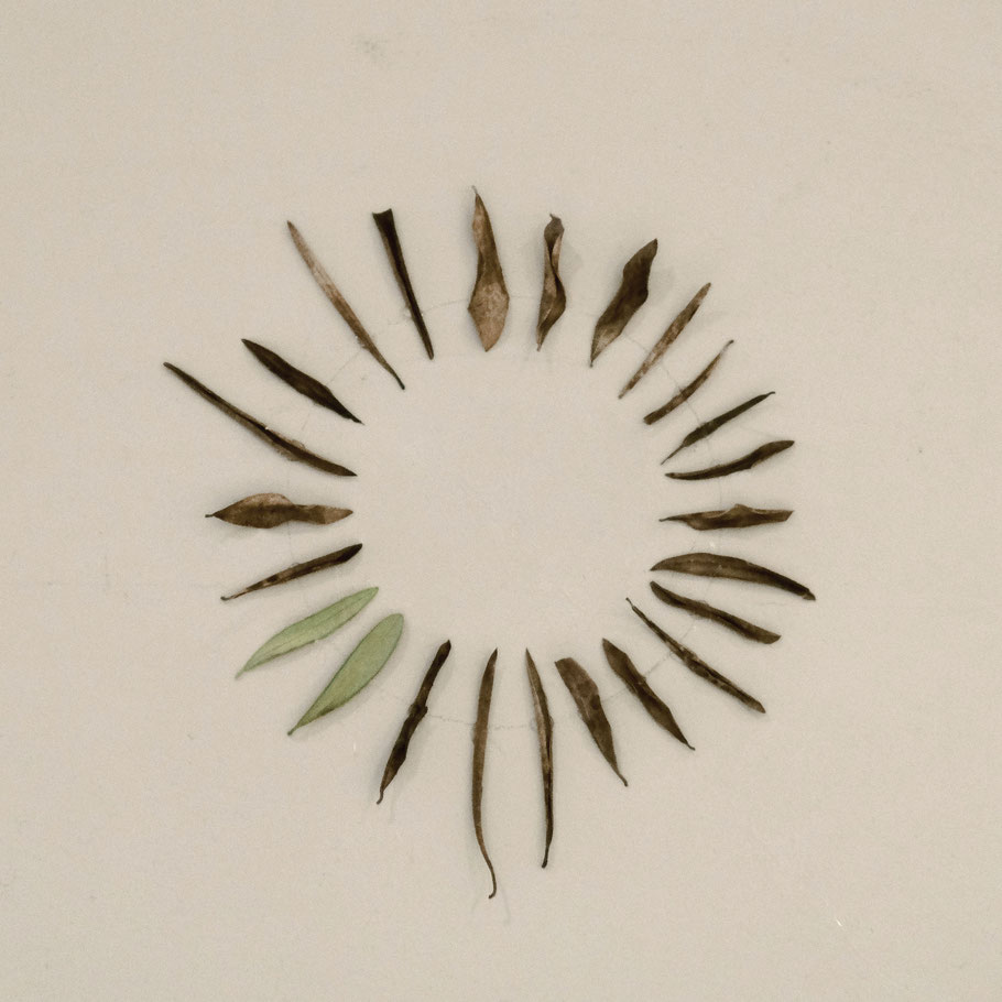 [ Reloj de hojas 2 ] 15 x 15 cm. Intervención de hojas sobre pared.