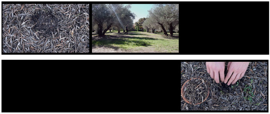 [ Tiempo digital ] 3140 x 2160 px. Pieza de vídeo que documenta una acción con resultado invisible realizada entre dos olivos. Ejemplos de diferentes momentos del vídeo.