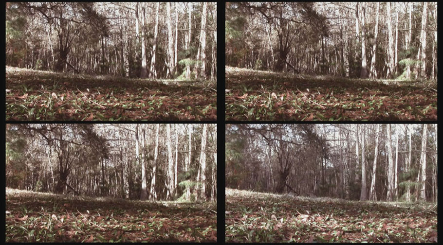 [ Forest ] Captura de la transición de uno de los vídeos proyectados. Detalle.