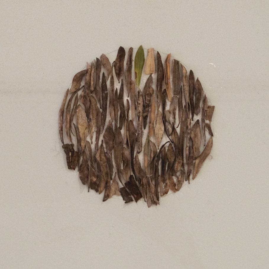 [ Reloj de hojas 1 ] 12 x 12 cm. Intervención de hojas sobre pared.