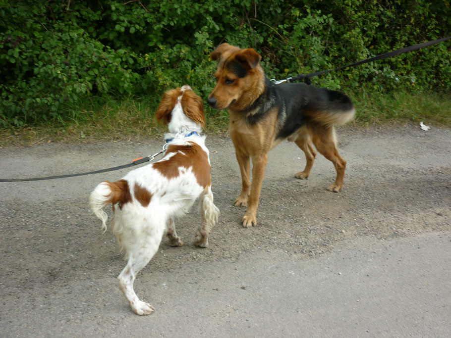 Bretone (Jagdhund) - In der Kommunikation