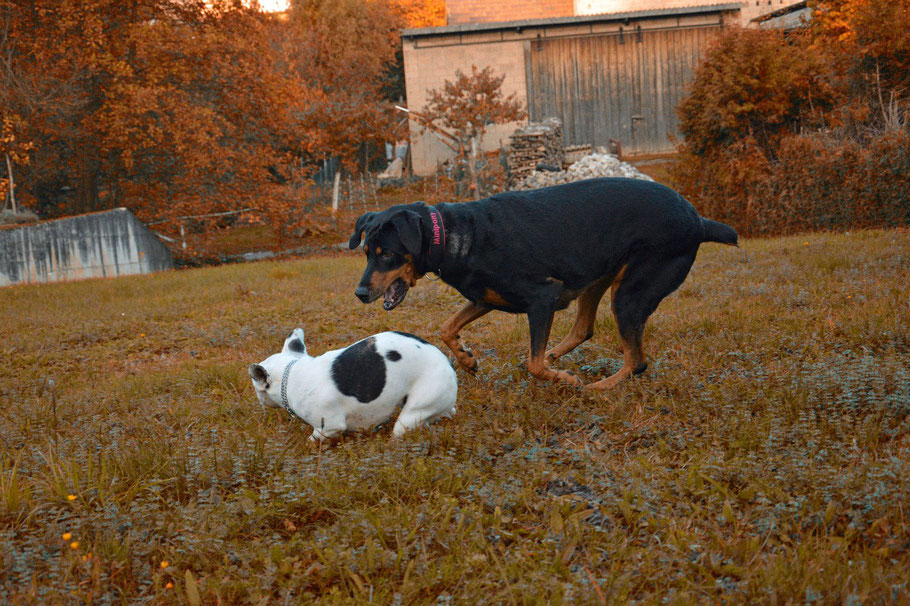 Französische Bulldogge - Dori Tauber Hund, na und? / Französische Bulldogge mit NBT und Dobermann-Rottweiler-Mix mit kupierter Rute