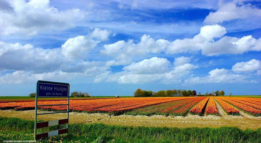 Tulpenveld Klein Huisjes