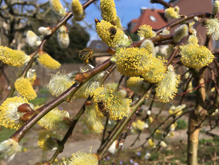 Bienen sammeln Pollen an einer Weide