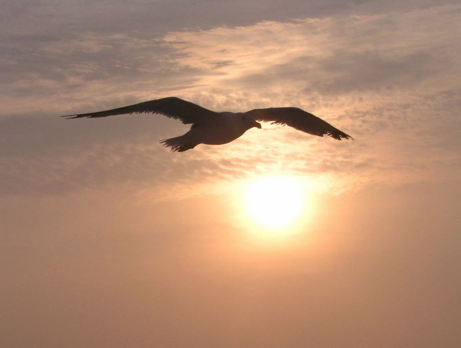Flug einer Möwe