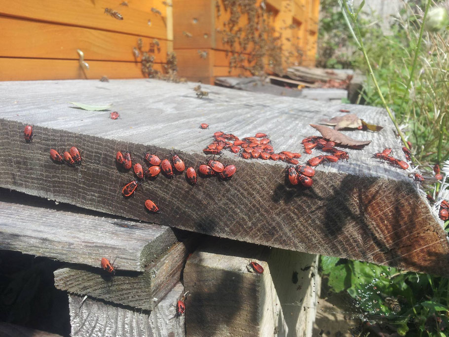 Feuerwanzen (Pyrrhocoris apterus).