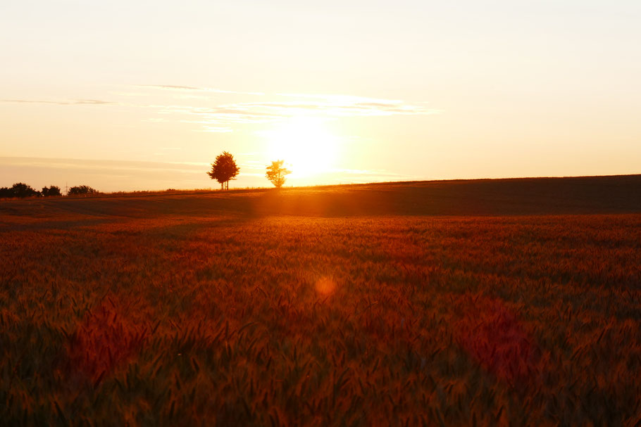 Landschaftsfoto, Getreidefeld, Sonnenuntergang