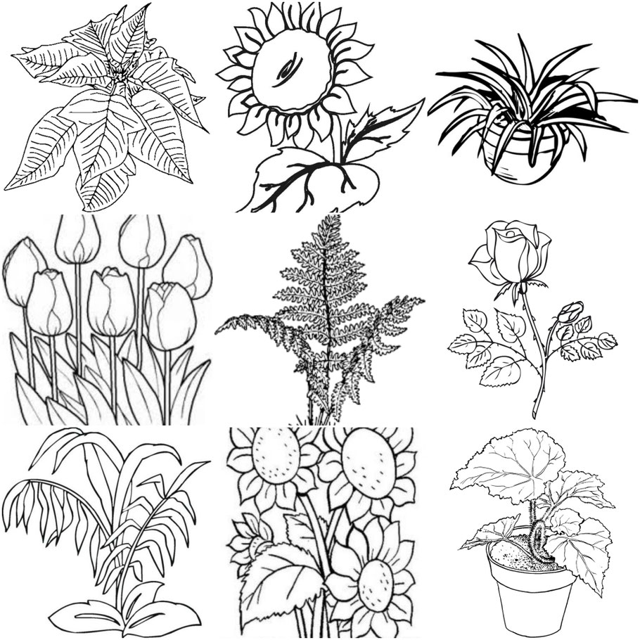 Clasificacion De Las Plantas Pagina Web De Davarukoci