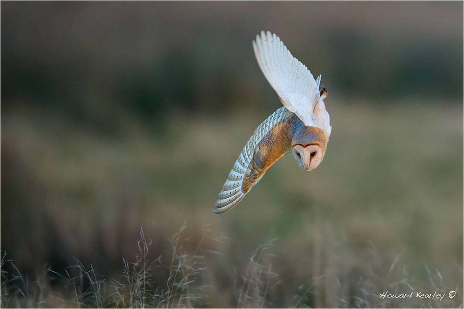 "Indecision" -- This presumably female (by the lack of specks of color on her breast)  Barn Owl is changing direction at the last minute. All credit to Howard Kearley, whoever he is.