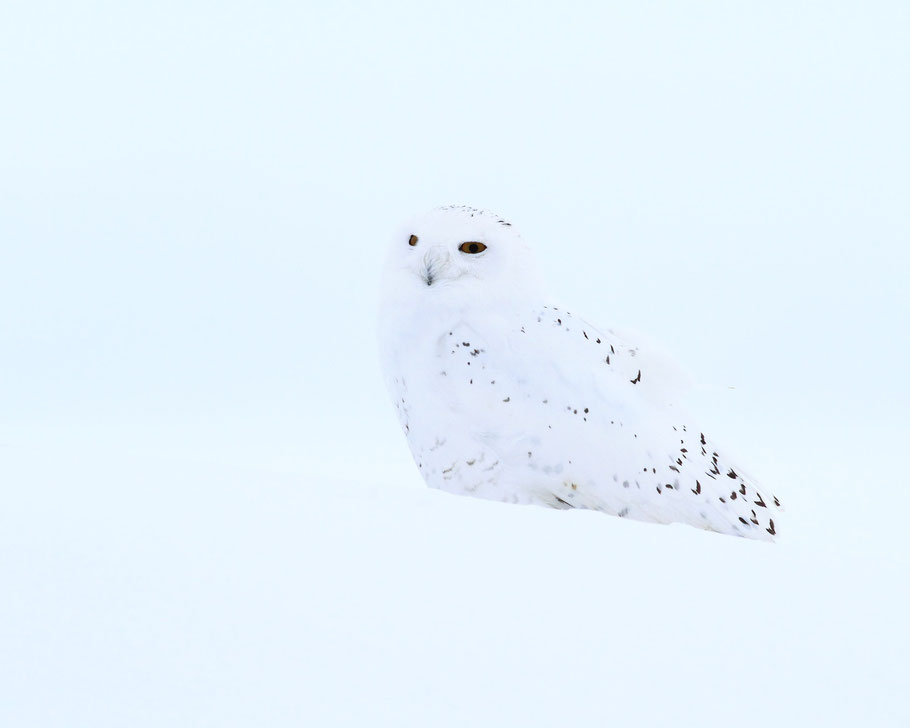 "Camouflage" (Snowy Owl, Male - probably)