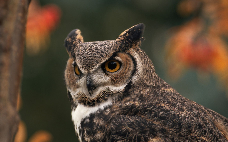 "Excooooose You?" (Great Horned Owl)