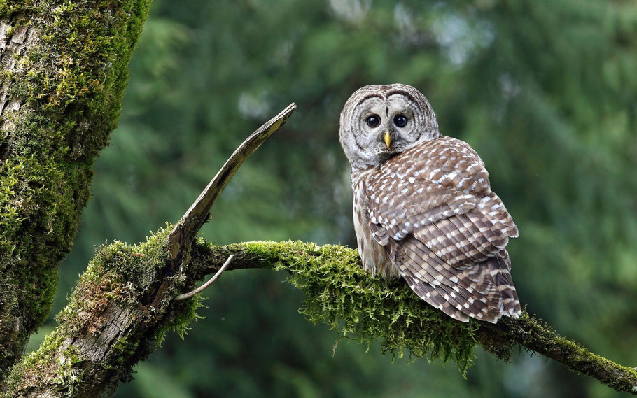 "Moss Owl" (Barred Owl)